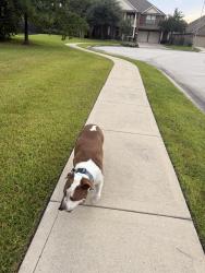 Reunited Male Dog last seen Loggia, Harris County, TX 77396