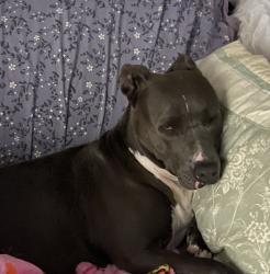 Found/Stray Female Dog last seen 149th and Peebly, Oklahoma City, OK 74857