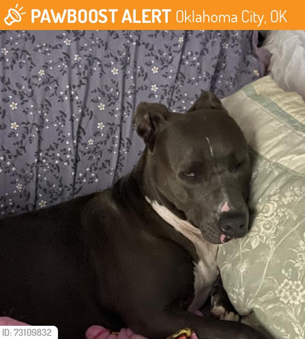 Found/Stray Female Dog last seen 149th and Peebly, Oklahoma City, OK 74857