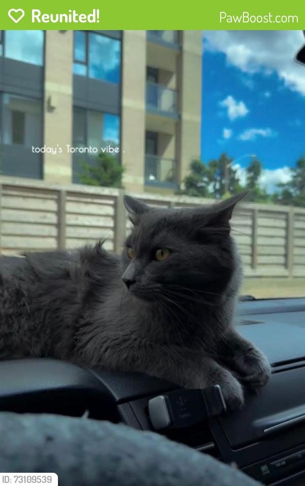 Reunited Male Cat last seen Etude dr Lancaster ave, Mississauga, ON L4T 2L3
