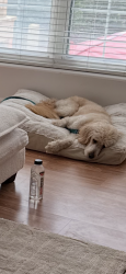 Lost Female Dog last seen Polo parc and marine, Maryland Heights, MO 63146