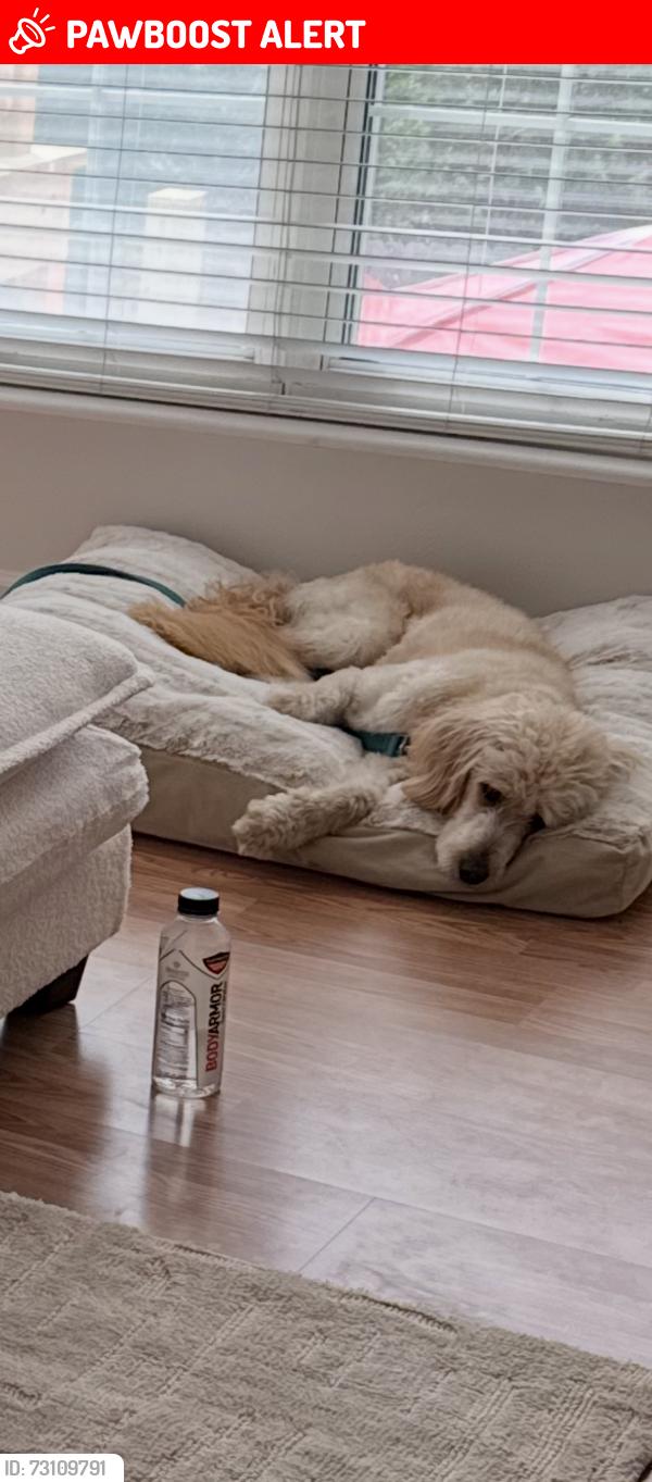 Lost Female Dog last seen Polo parc and marine, Maryland Heights, MO 63146