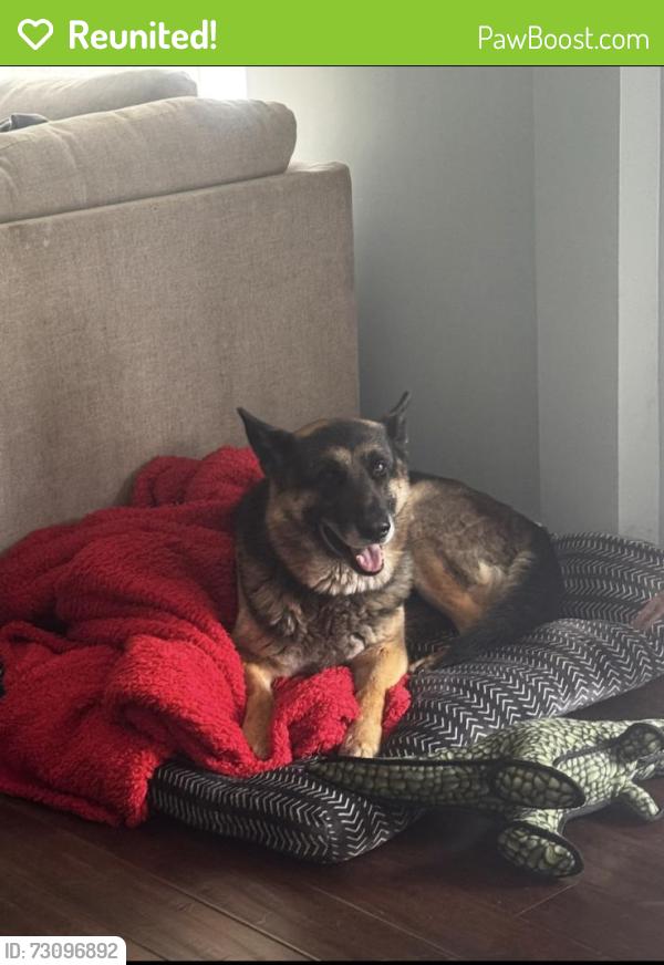 Reunited Male Dog last seen Hunter Road, Ooltewah, TN 37363