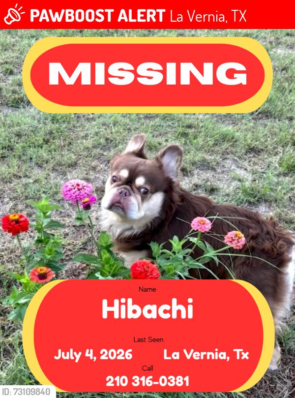 Lost Male Dog last seen Triple R ests in Lavernia, La Vernia, TX 78121