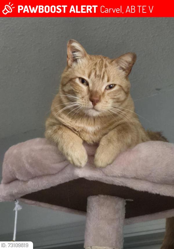 Lost Male Cat last seen Not Carvel! Lakewood ests in Lac Ste Anne, Carvel, AB T0E 1V0