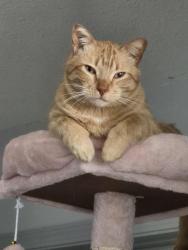 Lost Male Cat last seen Not Carvel! Lakewood ests in Lac Ste Anne, Carvel, AB T0E 1V0