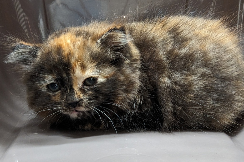 Shelter Stray Female Cat last seen Near Prescott Avenue, El Cajon, CA, 92020, El Cajon, CA 92020, USA