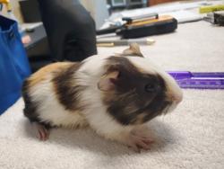 Shelter Stray Male Other last seen Near College Boulevard, Oceanside, CA, 92057, Oceanside, CA 92058, USA
