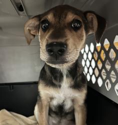 Shelter Stray Female Dog last seen Near Imperial Avenue, San Diego, CA, 92113, 5500 Gaines St, San Diego, CA 92110, USA