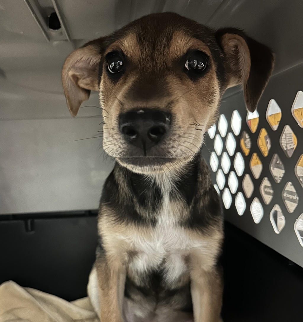 Shelter Stray Female Dog last seen Near Imperial Avenue, San Diego, CA, 92113, 5500 Gaines St, San Diego, CA 92110, USA
