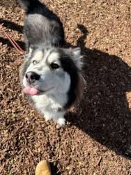 Shelter Stray Female Dog last seen Picador Boulevard, San Diego, CA, 92154, 5500 Gaines St, San Diego, CA 92110, USA