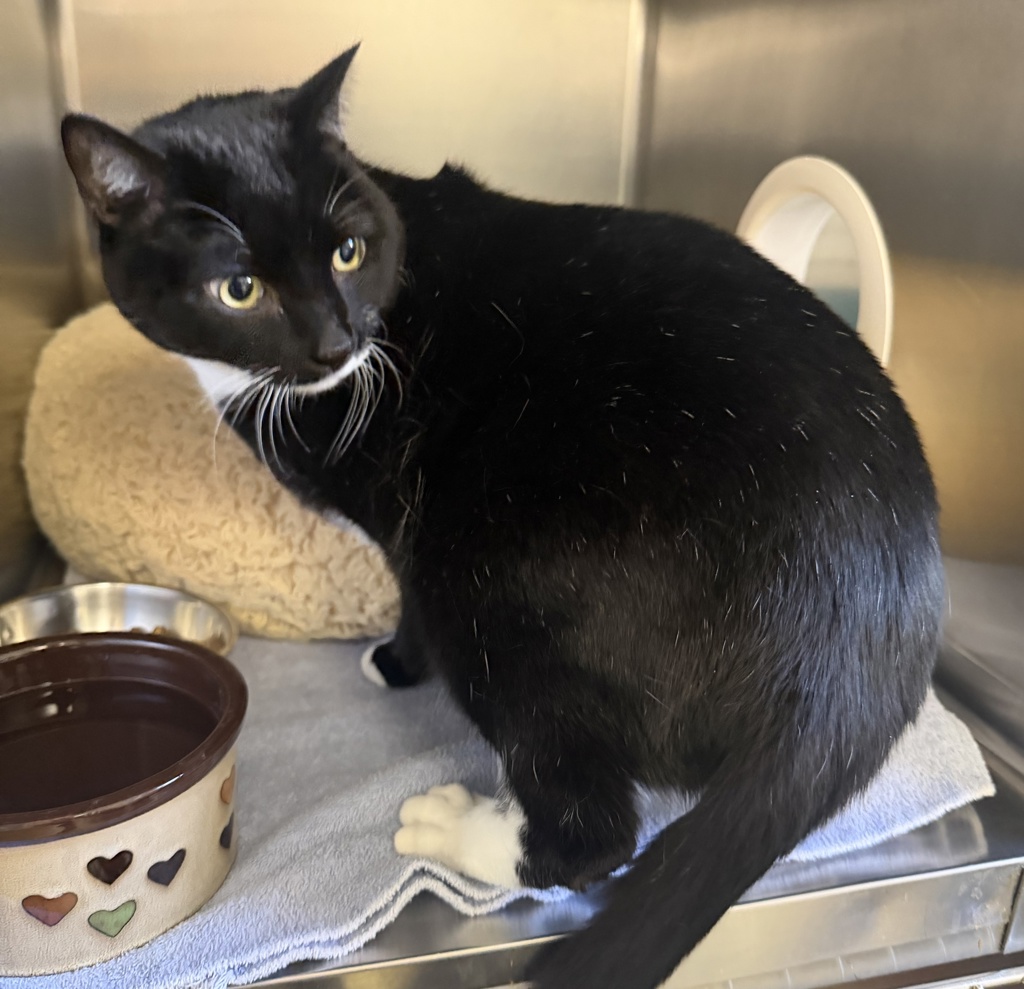 Shelter Stray Male Cat last seen Near Foxhall Drive, San Marcos, CA, 92078, Escondido, CA 92027, USA