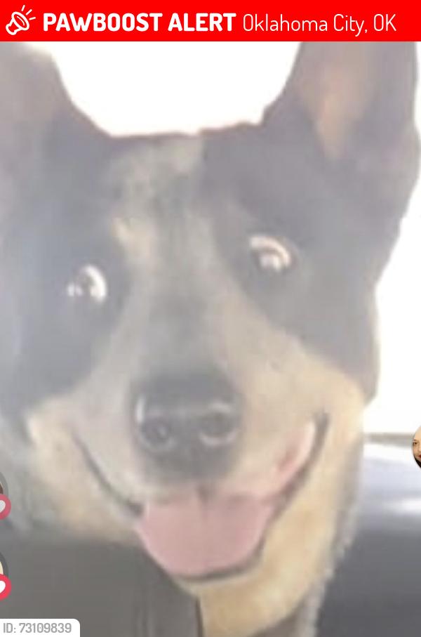 Lost Male Dog last seen high and 32 se high, Oklahoma City, OK 73129