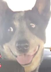 Lost Male Dog last seen high and 32 se high, Oklahoma City, OK 73129