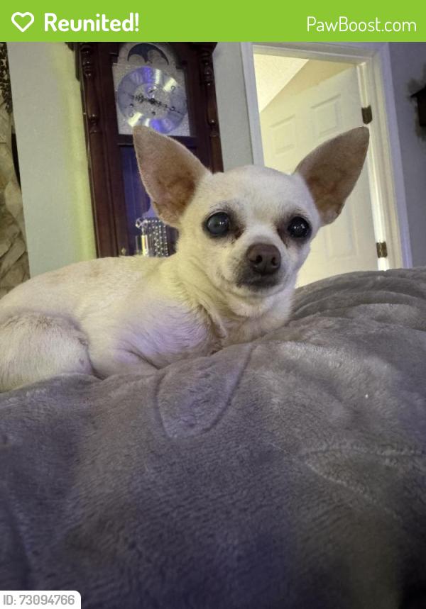 Reunited Female Dog last seen New Berlin and hickory hills, Jacksonville, FL 32226