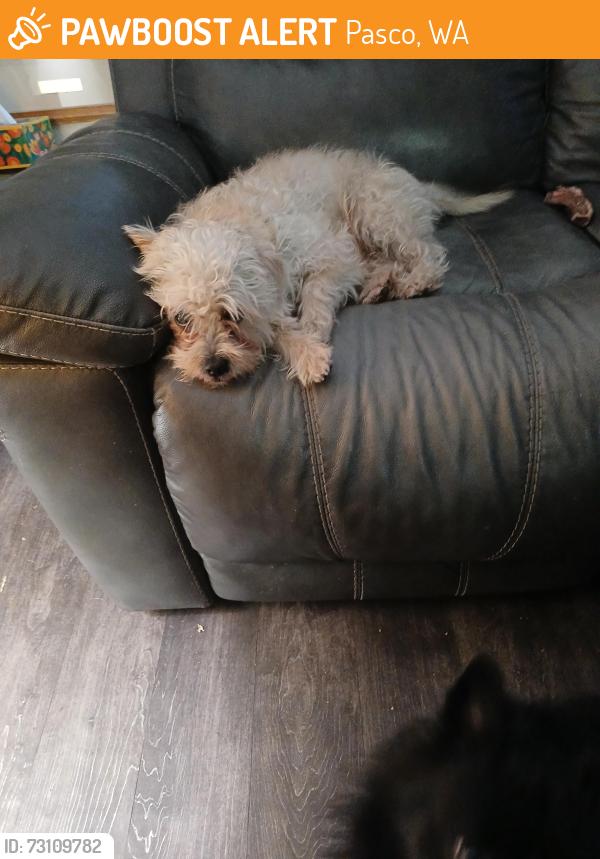 Found/Stray Female Dog last seen Sylvester, Pasco, WA 99301