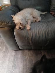 Found/Stray Female Dog last seen Sylvester, Pasco, WA 99301