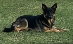Found/Stray Male Dog last seen Sw 29th and Penn, Oklahoma City, OK 73128