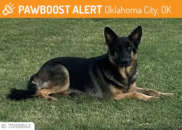Found/Stray Male Dog last seen Sw 29th and Penn, Oklahoma City, OK 73128