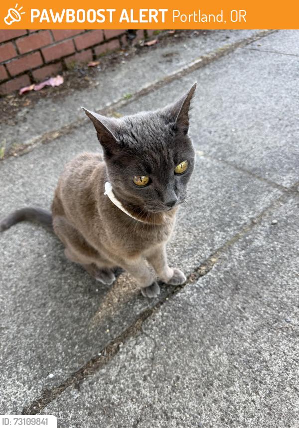 Found/Stray Unknown Cat last seen NE 28th and Dunckley, Portland, OR 97212