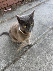 Found/Stray Unknown Cat last seen NE 28th and Dunckley, Portland, OR 97212