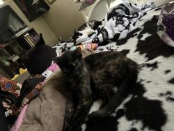 Reunited Female Cat last seen Greenlee St, Fort Worth, TX 76112, USA, Fort Worth, TX 76112