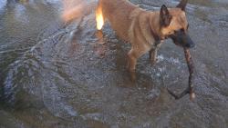 Lost Female Dog last seen Close to walmart, Antelope, CA 95843