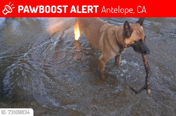 Lost Female Dog last seen Close to walmart, Antelope, CA 95843