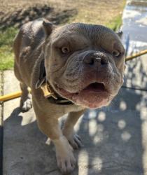 Lost Male Dog last seen W perkins, McFarland, CA 93250