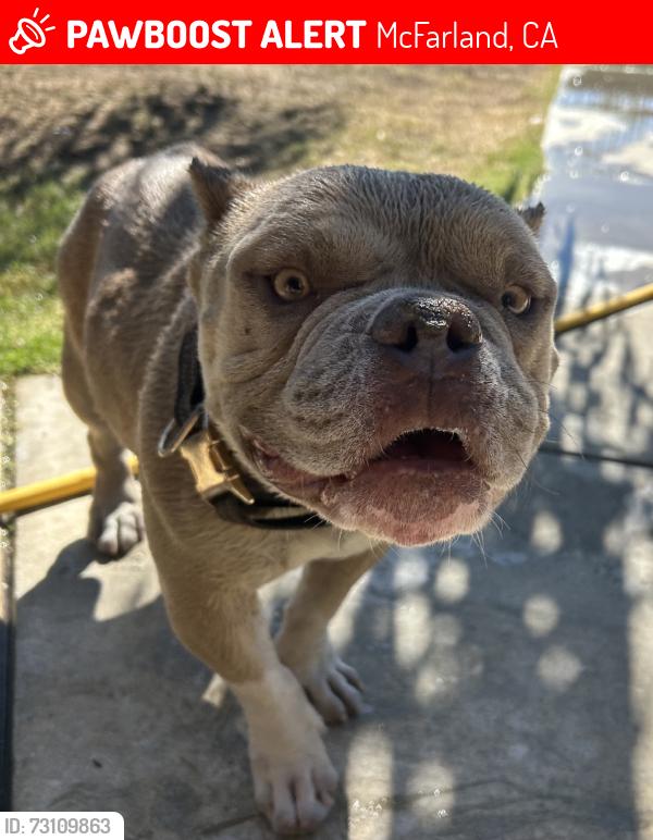 Lost Male Dog last seen W perkins, McFarland, CA 93250