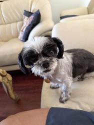Reunited Female Dog last seen maple ave, baseline, Rialto, CA 92376