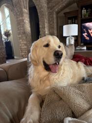 Reunited Male Dog last seen Ranch Laredo, Southlake, TX 76092