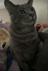 Reunited Female Cat last seen Monitor Avenue and Home City , Cincinnati, OH 45233