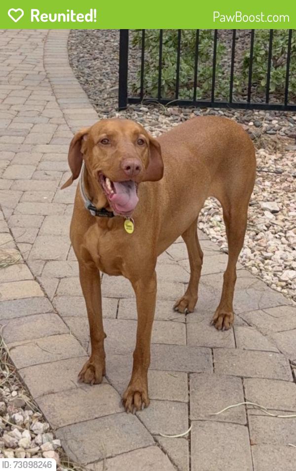 Reunited Female Dog last seen Near Stanford lane el dorado hills, ca 95762, El Dorado Hills, CA 95762