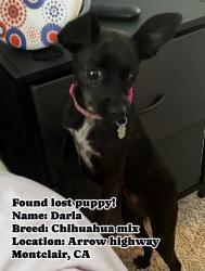 Found/Stray Female Dog last seen Arrow highway, Montclair, CA 91763