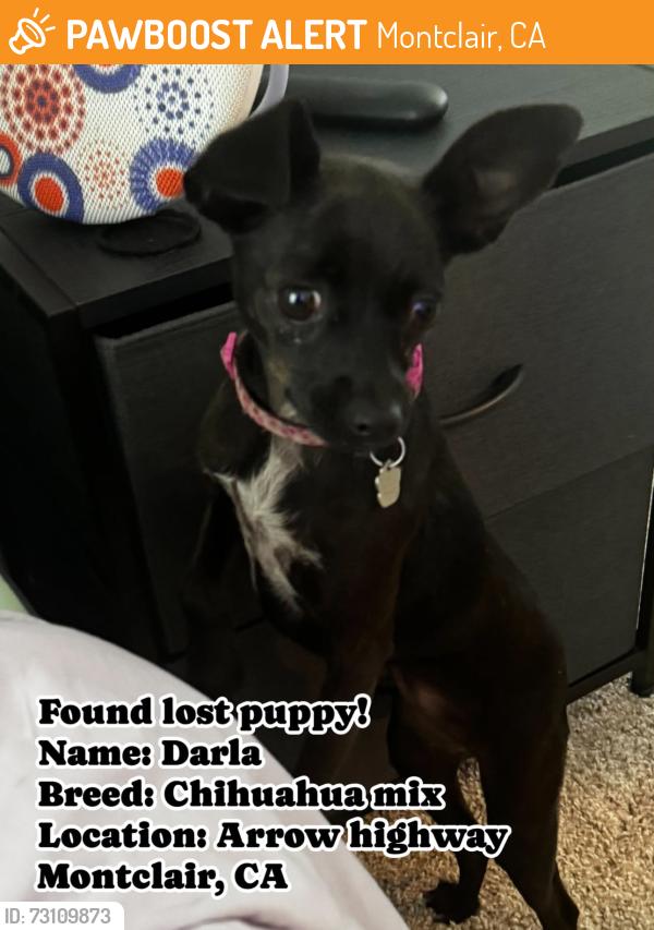 Found/Stray Female Dog last seen Arrow highway, Montclair, CA 91763