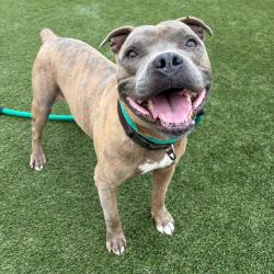 Shelter Stray Male Dog last seen , Animal Care & Control Team of Philly, 111 W Hunting Park Ave, Philadelphia, PA 19140, USA