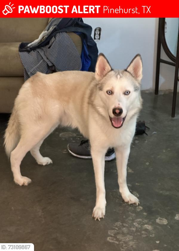 Lost Male Dog last seen Brown cone Ln, Pinehurst, TX 77362