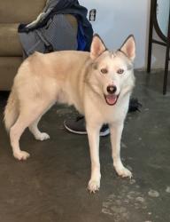 Lost Male Dog last seen Brown cone Ln, Pinehurst, TX 77362