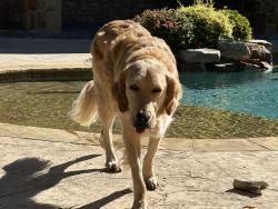 Reunited Female Dog last seen Ranch Laredo, Southlake, TX 76092