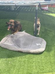 Reunited Male Dog last seen Hardsville Dr, Texas 77388, USA, Harris County, TX 77388