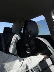 Lost Female Cat last seen southern and nyasa rd By rainbow park, Rio Rancho, NM 87124