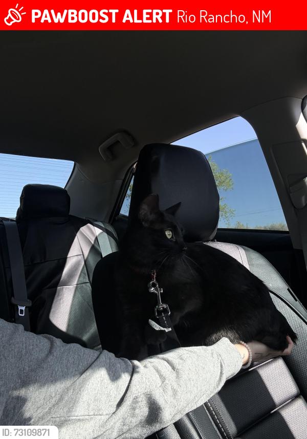 Lost Female Cat last seen southern and nyasa rd By rainbow park, Rio Rancho, NM 87124