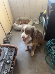 Found/Stray Male Dog last seen Near N 28th Dr, Phoenix, AZ 85017