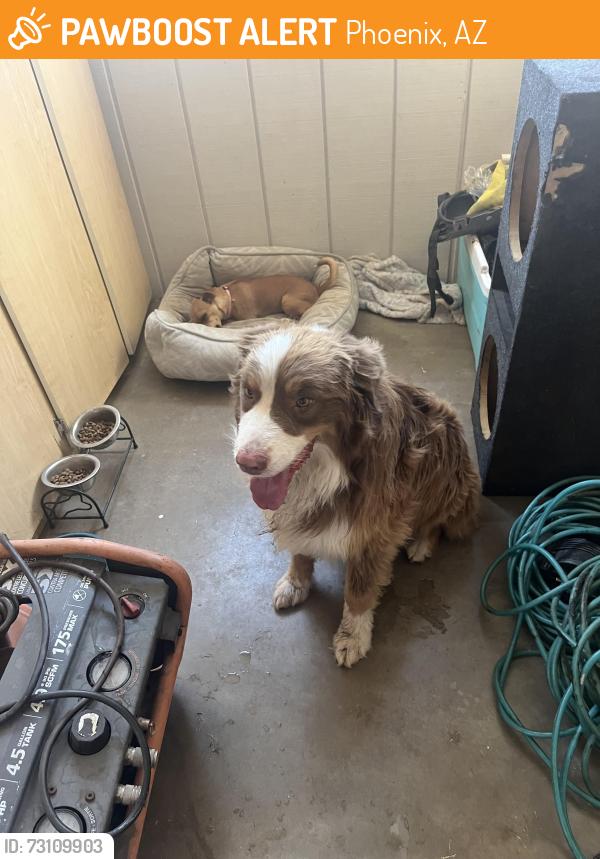 Found/Stray Male Dog last seen Near N 28th Dr, Phoenix, AZ 85017