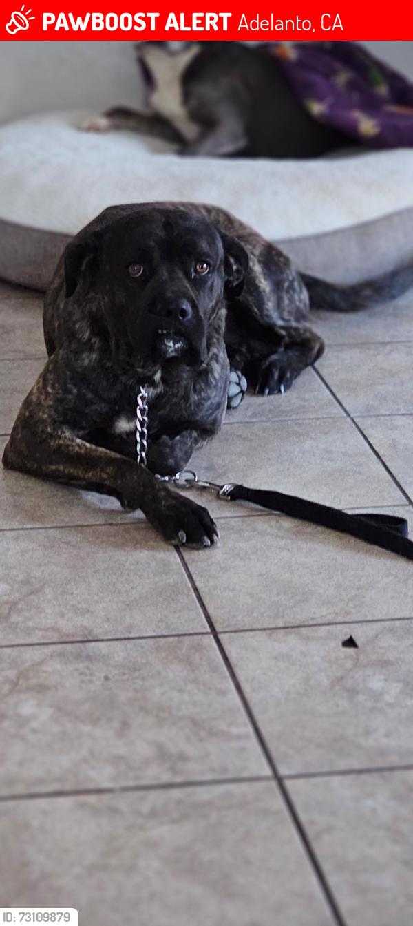 Lost Male Dog last seen Jonathan poppy, Adelanto, CA 92301