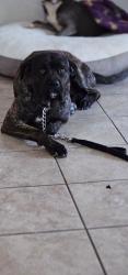 Lost Male Dog last seen Jonathan poppy, Adelanto, CA 92301
