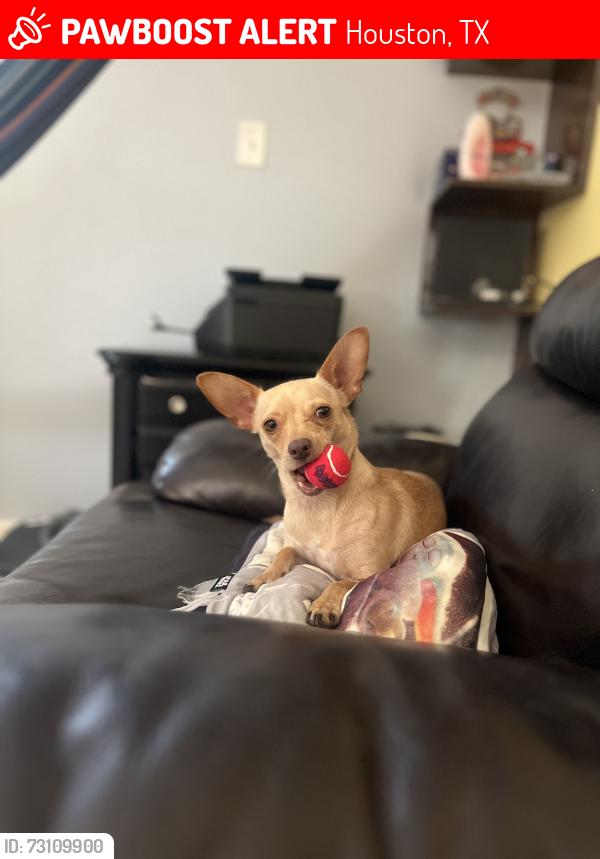Lost Female Dog last seen Eastland and Filltop st., Houston, TX 77028