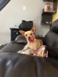 Lost Female Dog last seen Eastland and Filltop st., Houston, TX 77028