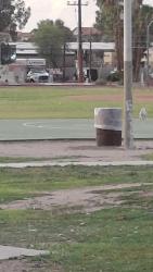 Found/Stray Unknown Dog last seen N Grande Ave and W Fresno, Tucson, AZ 85745